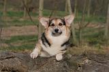 CORGI PEMBROKE 1406